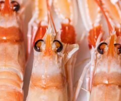 Cigalitas cocidas Cigalitas cocidas